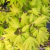 Acer Shirasawanum Autumn Moon : C5L H30/40cm