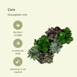 Box 3 Plantes D'intérieur - H20cm, ø12cm - Plantes D'intérieur -Magasin De Plantes De Qualité 7484875134665985