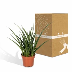 Sansevieria Fernwood Punk - H30cm, ø12cm - Plante D'intérieur Sans Entretien -Magasin De Plantes De Qualité 74e4a547941876d2