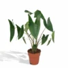 Alocasia Zebrina - H75cm, ø19cm - Grande Plante D'intérieur