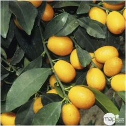 Kumquat H140/160cm : C35L -Magasin De Plantes De Qualité 784977 002