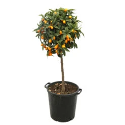 Kumquat H140/160cm : C35L -Magasin De Plantes De Qualité 784977 2016428