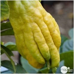 Main De Bouddha : H.140/160cm C35L -Magasin De Plantes De Qualité 784980 001