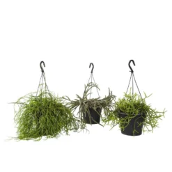 Rhipsalis Mix : Suspension D17cm -Magasin De Plantes De Qualité 789740 001