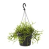 Rhipsalis Mix : Suspension D17cm