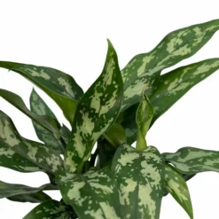 Aglaonema Maria - H30cm, ø12cm - Plante D'intérieur -Magasin De Plantes De Qualité 791a4114b768a011