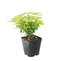 Choisya Ternata Sundance : H30/40cm C 5L 9 Choisya Ternata Sundance : H30/40cm C 5L -Magasin De Plantes De Qualité 797540 1766065