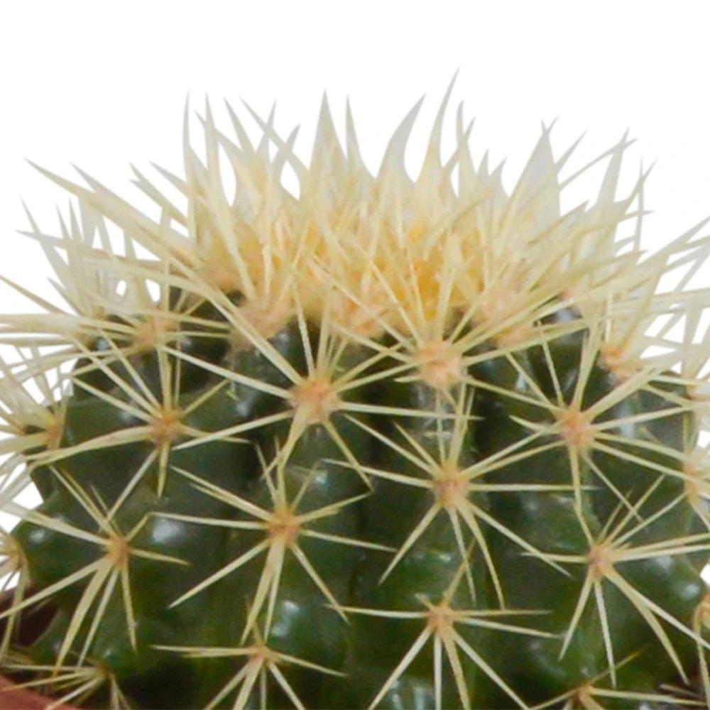 Cactus, Box De 3 Plantes - H15cm, ø10,5cm - Plantes D'intérieur 4 Cactus, Box De 3 Plantes - H15cm, ø10,5cm - Plantes D'intérieur – Image 4