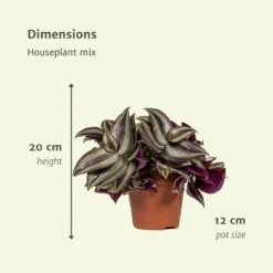 Box 3 Plantes D'intérieur - H20cm, ø12cm - Plantes D'intérieur -Magasin De Plantes De Qualité 80e3bcb46ab6a270