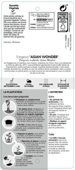 Bambou Non-traçant Fargesia Scabrida 'Asian Wonder': Pot De 5 Litres -Magasin De Plantes De Qualité 814658 002