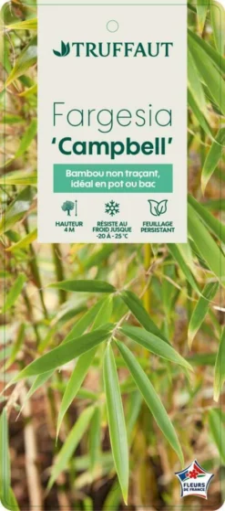 Bambou Non-traçant Fargesia Robusta 'Campbell': Pot De 12 Litres -Magasin De Plantes De Qualité 814665 003