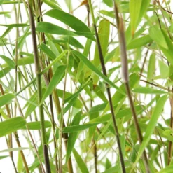 Bambou Non-traçant Fargesia Nitida 'Red Dragon': Pot De 12 Litres -Magasin De Plantes De Qualité 814666 002