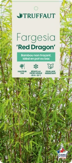 Bambou Non-traçant Fargesia Nitida 'Red Dragon': Pot De 12 Litres -Magasin De Plantes De Qualité 814666 003