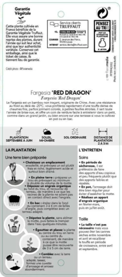Bambou Non-traçant Fargesia Nitida 'Red Dragon': Pot De 12 Litres -Magasin De Plantes De Qualité 814666 004