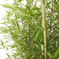 Bambou Non-traçant Fargesia Angustissima: Pot De 5 Litres -Magasin De Plantes De Qualité 825296 006