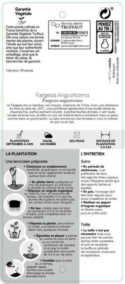 Bambou Non-traçant Fargesia Angustissima: Pot De 5 Litres -Magasin De Plantes De Qualité 825296 007