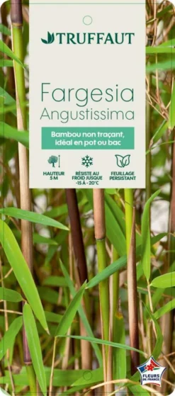 Bambou Non-traçant Fargesia Angustissima: Pot De 5 Litres -Magasin De Plantes De Qualité 825296 008