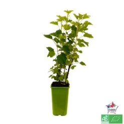 Groseillier à Grappes 'Jonkheer Van Tets' Bio: Pot 1,5 Litres -Magasin De Plantes De Qualité 827044 004