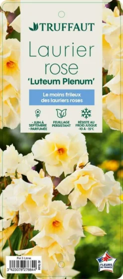 Nerium Oleander Luteum Plenum' Pot 5L -Magasin De Plantes De Qualité 827684 002