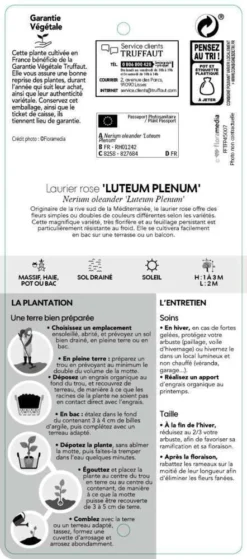 Nerium Oleander Luteum Plenum' Pot 5L -Magasin De Plantes De Qualité 827684 003