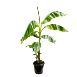 Musa Basjoo : C15L -Magasin De Plantes De Qualité 828724 1320790