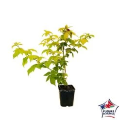 Framboisier Groovy®'Jdeboer005':pot 5L -Magasin De Plantes De Qualité 831270 004