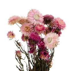 Bouquet De Fleurs Séchées Helichrysum Rose 5 Bouquet De Fleurs Séchées Helichrysum Rose -Magasin De Plantes De Qualité 837659 1697287