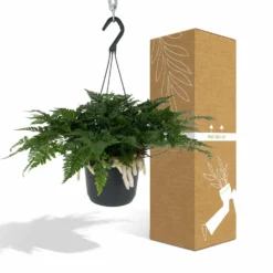 Humata Tyermannii - H20cm, ø17cm - Plante D'intérieur Tombante -Magasin De Plantes De Qualité 838c2a9c060e14c2