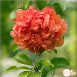 Punica Granatum Pot 45L, 18/20. -Magasin De Plantes De Qualité 840073 003