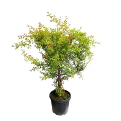 Punica Granatum Pot 45L, 18/20. -Magasin De Plantes De Qualité 840073 1433746