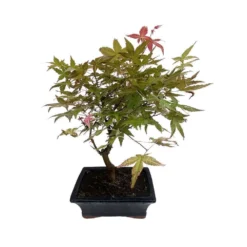 Bonsaï D'extérieur Avec Soucoupe, 8/9 Ans -Magasin De Plantes De Qualité 840865 003