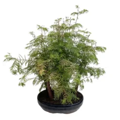 Bonsaï D'extérieur Avec Soucoupe, 10/12 Ans