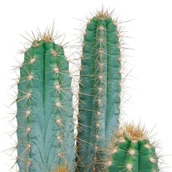 Pilosocereus Azureus - H40cm, ø17cm - Plante D'intérieur -Magasin De Plantes De Qualité 850f1b569dd16132