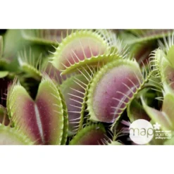 Attrape-mouches : Ø12cm, Pot -Magasin De Plantes De Qualité 85271 001