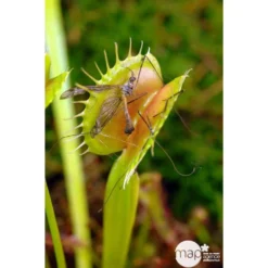 Attrape-mouches : Ø12cm, Pot -Magasin De Plantes De Qualité 85271 003