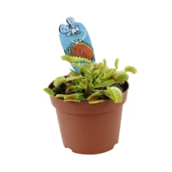 Attrape-mouches : Ø12cm, Pot -Magasin De Plantes De Qualité 85271 008