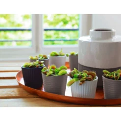 Attrape-mouches : Ø12cm, Pot -Magasin De Plantes De Qualité 85271 009