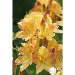 Azalea Mollis Trevarez Pot 7,5L 5 Azalea Mollis Trevarez Pot 7,5L -Magasin De Plantes De Qualité 858101 003