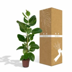 Ficus Altissima - H85cm, ø21cm - Grande Plante D'intérieur -Magasin De Plantes De Qualité 86f7d577990ab096