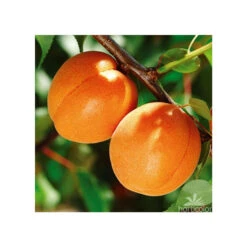 Abricotier Hargrand : Gobelet 3 Ans D'âge Ctr 12 Litres -Magasin De Plantes De Qualité 88699 004