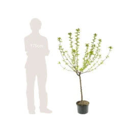 Abricotier Hargrand : Gobelet 3 Ans D'âge Ctr 12 Litres -Magasin De Plantes De Qualité 88699 006