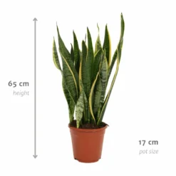 Sansevieria Laurentii - H65cm, ø17cm - Plante D'intérieur Sans Entretien -Magasin De Plantes De Qualité 8b83ee9599ade551