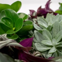 Box 3 Plantes D'intérieur - H20cm, ø12cm - Plantes D'intérieur -Magasin De Plantes De Qualité 9049621b9f88d4c4