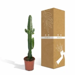 Euphorbia Acrurensis - H50cm, ø17cm - Grande Plante D'intérieur 9 Euphorbia Acrurensis - H50cm, ø17cm - Grande Plante D'intérieur -Magasin De Plantes De Qualité 9085af23248e93ea