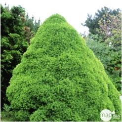 Sapinette Blanche (Picea Glauca) 'Conica' 50/60 : Pot 5L -Magasin De Plantes De Qualité 933105 002