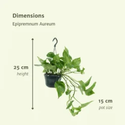 Epipremnum Aureum Scindapsus X2 - H25cm, ø15cm - Plante D'intérieur 8 Epipremnum Aureum Scindapsus X2 - H25cm, ø15cm - Plante D'intérieur -Magasin De Plantes De Qualité 93ca32c9cb6f13ca