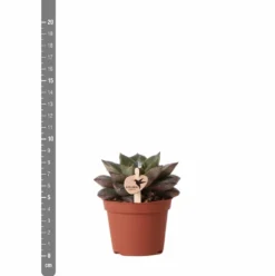 Echeveria Purpusorum - H9cm, ø6cm - Plante D'intérieur 8 Echeveria Purpusorum - H9cm, ø6cm - Plante D'intérieur -Magasin De Plantes De Qualité 93d4d1b512e566d1