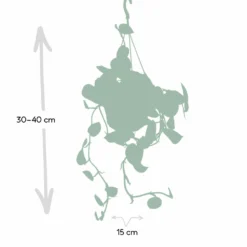 Pothos Scindapsus Pictus Epipremnum - H25cm, ø15cm - Plante D'intérieur Tombante -Magasin De Plantes De Qualité 93e8374b7f6c9c6c