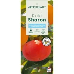 Kaki "Sharon" 1/2T Pot 15L -Magasin De Plantes De Qualité 952753 003