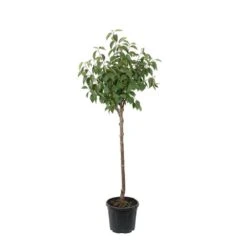 Kaki "Sharon" 1/2T Pot 15L -Magasin De Plantes De Qualité 952753 004